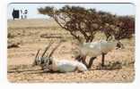 Oman - Arabian Oryx - 33OMNN - Animal - Tiere - Oman