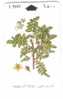 Oman - Frankincense - Herbs - 26OMNC - Oman