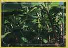 Antilles Plantation De Bananiers - Cultivation