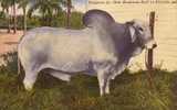 Bradenton FLA - Emperor Jr. Brahman Bull Taureau - 1957 - Circulated - VG Condition - Stieren