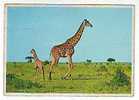 Postcard -  Giraffe - Girafes