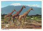 Postcard -  Giraffe - Giraffes
