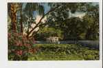 Looking Over Water Hyacinths Down The Spring Run At Silver Springs, Florida - Silver Springs