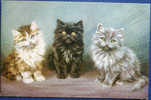 Cpa Chromo Félins Chats Chatons Persan Postcard N°3581 Cats PERSIAN PUSSIES The Three Grace Raphael Tuck & Sons OILLETTE - Katzen