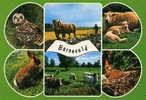 BARNEVELD - HOLLAND - Carte Multivues Avec Animaux - TBE, Carte Neuve - Barneveld