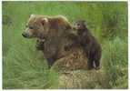 Bear - Ours - Female Grizzly Bear (Ursus Arctos) & Cubs - A - Bears