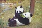 Giant Panda - Two Giant Pandas (Ailuropoda Melanoleuca) Eating Bamboo Leaf - Bears