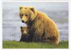 Bear - Ours - Female Alaskan Brown Bear (Ursus Arctos Horribilis) & Cub - Bären