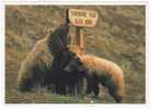 Bear - Ours - Female Grizzly Bear (Ursus Arctos) & Cubs - B - Bears