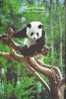 Giant Panda - A Giant Panda (Ailuropoda Melanoleuca) On The Tree Stump - Bears