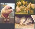(3) Pigs - Cochons