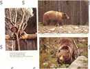 Lot 3cp OURS Brun Grizzly  Bear Bärr - Bears