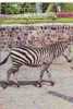 PN32 Animales Animaux Zebra Not Used  PPC Good Shape - Zebras