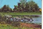 PN33 Animales Animaux Zebra By Lake Drinking Water Used  PPC Good Shape - Cebras