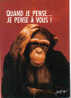 Carte Postale Chimpanzé Par Feeling Trés Beau Plan - Monkeys