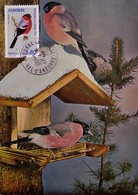 Carte Maximum CM Andorre - Oiseau Bouvreuil - Bullfinch Bird Maxi Card -  Dompfaff Vogel Maxikarte - Maximumkaarten
