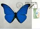 Papillon MORPHO - Other & Unclassified