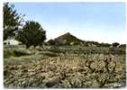 VIDAUBAN ( Var) . Colline Sainte Brigitte - Vidauban