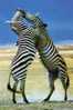 Common Zebra Fighting Kenya Combat De Zèbre Commun - Cebras