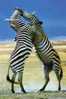 Common Zebra Fighting Kenya Combat De Zèbre Commun - Zebre