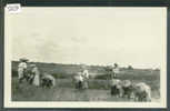 PILIPINAS - PEASANTS WORKING IN A RICE FIELDS  - TB - Philippinen