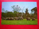 CPSM OU CPM-THEME ANIMAUX- ELEPHANTS AT YALA GAME RESERVE -CEYLON TOURIST-2  PHOTOS DE LA CARTE EN BON ETAT -PRIX FIXE - Elephants