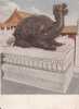 Turtle - Dragon Turtle Statue At The Imperial Palace, Beijing Of China, Vintage Postcard - Schildkröten