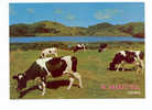 Portugal Cor 4965 – AÇORES AZORES - SÃO MIGUEL - UMA PAISAGEM - VACAS VACHE COW - Açores