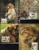 WWF 1988 Serie 69 Algerien 972/5 **, 4xFDC Plus 4xMK 26€ Berber-Affe Naturschutz Dokumentation Fauna Set Of Africa - Collections (with Albums)