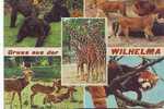 ZS2557 Animaux /Animals Fauna Wilhelma Zoo Gorilla Giraffe Lions Not Used PPC Good Shape - Giraffe