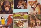ZS2556 Animaux / Animals Fauna Schonbrunn Zoo Gorilla Giraffe Lions Tiger Not Used PPC Good Shape - Tigri