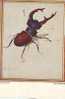 ZS2568 Animaux / Animals Fauna Dinosaurs Bugs Insect Der Hirschkafer Not Used PPC Good Shape - Insectes
