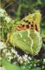 ZS2573 Animaux / Animals Fauna Butterflies Papillons Pandoriana Pandora Kardinal Not Used PPC Good Shape - Mariposas