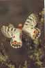 ZS2577 Animaux / Animals Fauna Butterflies Papillons Parnassius Charltonius Gray Not Used PPC Good Shape - Papillons