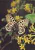 ZS2575 Animaux / Animals Fauna Butterflies Papillons Parnassius Tianschanicus Not Used PPC Good Shape - Papillons