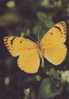 ZS2579 Animaux / Animals Fauna Butterflies Papillons Madais Fausta Not Used PPC Good Shape - Mariposas