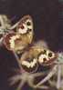 ZS2583 Animaux / Animals Fauna Butterflies Papillons Karanasa Abramovi Not Used PPC Good Shape - Papillons