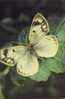 ZS2586 Animaux / Animals Fauna Butterflies Papillons Colias Alpherraki Not Used PPC Good Shape - Mariposas