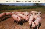 Cpm Cochonstoute La Famille Pense A Vous 1982 - Pigs
