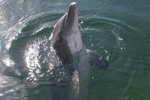 E-10zc/Do  4 ^^  Marine Mammal Dolphin Mammifères Marins   Dauphins , ( Postal Stationery , Articles Postaux ) - Dolfijnen