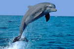 E-10zc/Do  9 ^^  Marine Mammal Dolphin Mammifères Marins   Dauphins , ( Postal Stationery , Articles Postaux ) - Dolfijnen