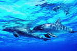 E-10zc/Do  10 ^^  Marine Mammal Dolphin Mammifères Marins   Dauphins , ( Postal Stationery , Articles Postaux ) - Dolphins