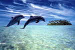 E-10zc/Do  19 ^^  Marine Mammal Dolphin Mammifères Marins   Dauphins , ( Postal Stationery , Articles Postaux ) - Dauphins