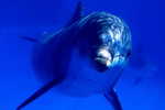 E-10zc/Do  20 ^^  Marine Mammal Dolphin Mammifères Marins   Dauphins , ( Postal Stationery , Articles Postaux ) - Delfine
