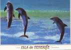 Zd2719 Animaux Animals Dolphins Dauphins Tenerife Not Used PPC Good Shape - Delfines