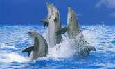 Animaux - Dauphin Jouant Dans L'eau - Delfines
