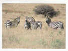 ZEBRES COMMUNS  -  Afrique (Savanes) - Zebra's
