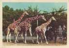 Z2811 Animaux Animals Giraffe Russia Not Used PPC Good Shape - Girafes
