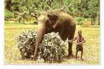 Z2814 Animaux Animals Sri Lanka Elephant Working Not Used PPC Good Shape - Éléphants