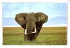 Z2813 Animaux Animals Kenya Elephant In The Masai Mara Reserve Not Used PPC Good Shape - Elefanten